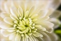 Macro look at a white blooming Chrysanthemum