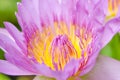 Macro Lotus flower pollens. Royalty Free Stock Photo