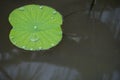 Macro of lotus leaf Royalty Free Stock Photo