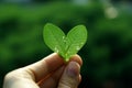 Macro love fingers hold heart shaped Capsella leaf, symbolizing eco lifestyle