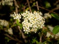 Macro of lovely small white tree spring flowers. Selective focus Royalty Free Stock Photo
