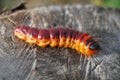 Wood pest caterpillar IV Royalty Free Stock Photo