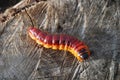 Wood pest caterpillar III Royalty Free Stock Photo