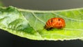 Ladybird pupa