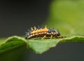 Ladybird larva Royalty Free Stock Photo