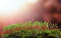 Moss and sunset Royalty Free Stock Photo