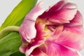 Macro of a lush bright pink violet yellow tulip on white background Royalty Free Stock Photo