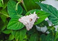 Macro of a Lymantria marginalis moth with white wings and brown patterns perched on a green leaf.. Royalty Free Stock Photo