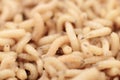 Macro maggots in a container Royalty Free Stock Photo