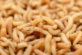 Macro maggots in a container Royalty Free Stock Photo