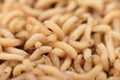 Macro maggots in a container. Royalty Free Stock Photo