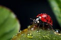 Macro Magic: Ladybug\'s Intricate Beauty Royalty Free Stock Photo
