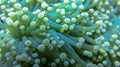 Macro of Magnificent anemone`s fluorescent yellow-tipped tentacles. Heteractis magnifica, underwater marine life. Closeup of sea Royalty Free Stock Photo