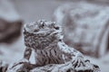 Black and white half portrait of a bearded dragon (Bartagame) looking in the camera Royalty Free Stock Photo