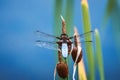 Macro of a male broad-bodied chaser dragonfly