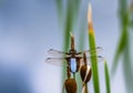 Macro of a male broad-bodied chaser dragonfly