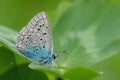 Male common blue butterfly (Polyommatus icarus). Royalty Free Stock Photo