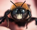 Macro of a male Eastern Carpenter Bee (Xylocopa virginica) resting on my hand Royalty Free Stock Photo