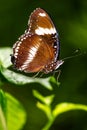 Macro of a Male Great Common eggfly butterfly Royalty Free Stock Photo