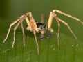 Macro of a Male Philodromus dispar running spider - front view Royalty Free Stock Photo