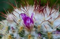 Macro Mammillaria Royalty Free Stock Photo