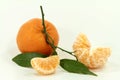 Macro from Mandarin fruit Royalty Free Stock Photo