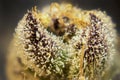 Macro of the Many Cannabis Plant Trichomes