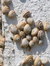 Many Mediterranean sand snails Theba pisana hanging on a white wall in the midday heat in Porthcurno southern England