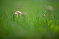 Macro of marasmius oreades mushroom with soft light Royalty Free Stock Photo