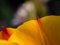 Macro of the margin of a yellow tulip petal