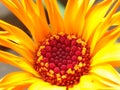 Macro marigold bright orange colored overblown on my balcony in late november Royalty Free Stock Photo