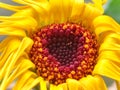 Macro marigold bright yellow colored overblown on my balcony in late november Royalty Free Stock Photo