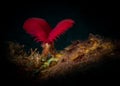 Macro marine life on the reefs of the Dutch Caribbean island of Saba