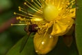 Macro of a marmalade hoverfly