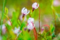 macro marsh plant