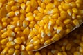 Macro marvel, a close up of corn seeds offers an agricultural background