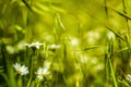 Macro of meadow of daisies in spring time Royalty Free Stock Photo