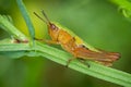 Macro of Meadow Grasshopper, Chorthippus parallelus, on plant stem