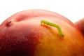 Macro of measuring worm on nectarine Royalty Free Stock Photo