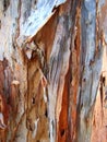 Macro Melaleuca Bark Royalty Free Stock Photo