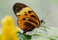 Macro of a Melinaea butterfly on a green leaf Royalty Free Stock Photo