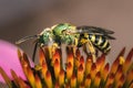 Macro of a metallic green bicolored sweat bee (Agapostemon virescens) Royalty Free Stock Photo