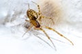 Macro of Metellina Segmentata female Royalty Free Stock Photo