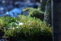 Macro microcosm of the forest with moss and magical airy light bokeh on a twilight blue background Royalty Free Stock Photo
