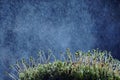 Macro microcosm of the forest with moss and magical airy light bokeh on a twilight blue background Royalty Free Stock Photo