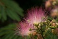 Macro Mimosa Blooms Against Shady Background