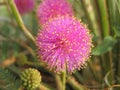 Macro: Mimosa nuttallii, the Nuttall`s sensitive-brier, catclaw brier or sensitive brier. Sensitive plant. Subfamily Mimosoideae