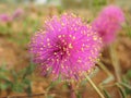 Macro: Mimosa nuttallii, the Nuttall`s sensitive-brier, catclaw brier or sensitive brier. Sensitive plant. Subfamily Mimosoideae