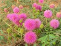 Macro: Mimosa nuttallii, the Nuttall`s sensitive-brier, catclaw brier or sensitive brier. Sensitive plant. Subfamily Mimosoideae