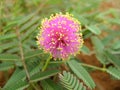 Macro: Mimosa nuttallii, the Nuttall`s sensitive-brier, catclaw brier or sensitive brier. Sensitive plant. Subfamily Mimosoideae
